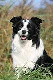 BORDER COLLIE 1361